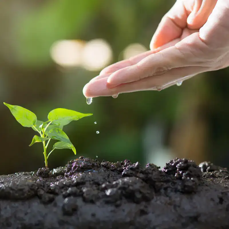 In Praise Of Mentoring