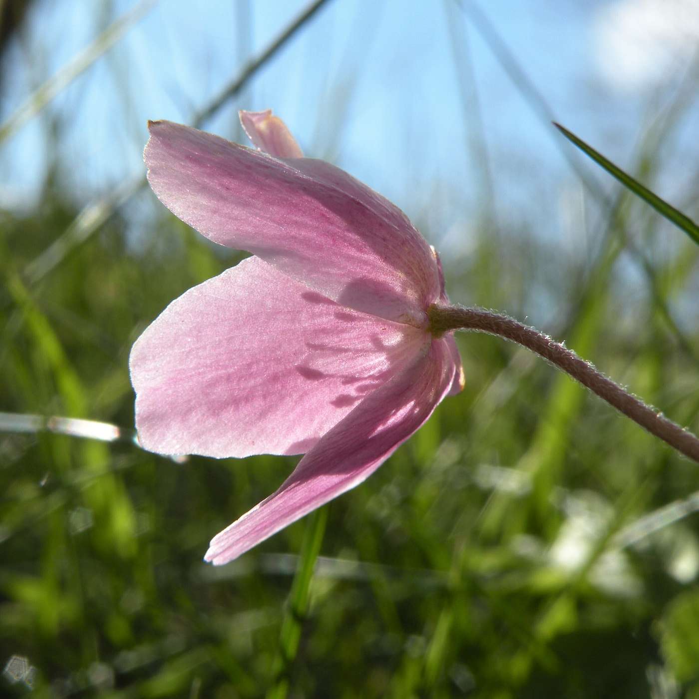 Karmels hage på St Rita Radio