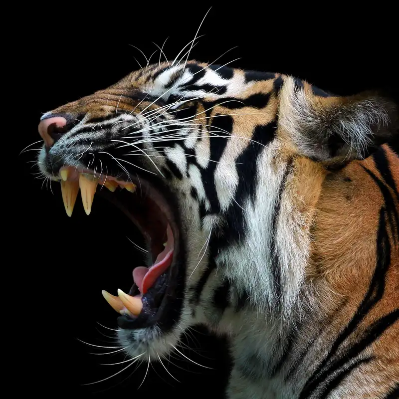 Growing Up Mixed Race