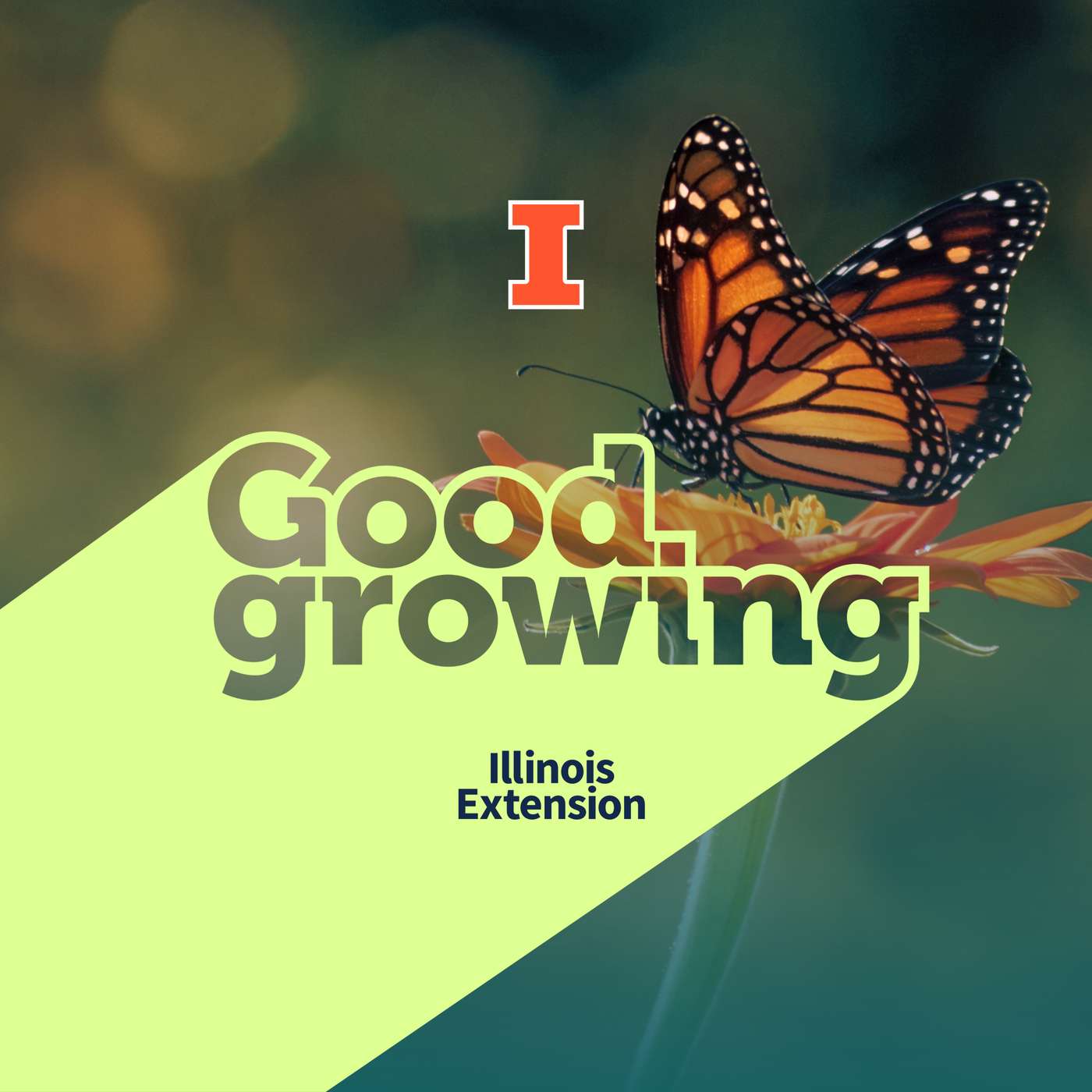 Ep. 222 Monarch Butterfly Conservation: Should You Rear Them Indoors? | #GoodGrowing Ep. 222 Monarch Butterfly Conservation: Should You Rear Them Indoors? | #GoodGrowing