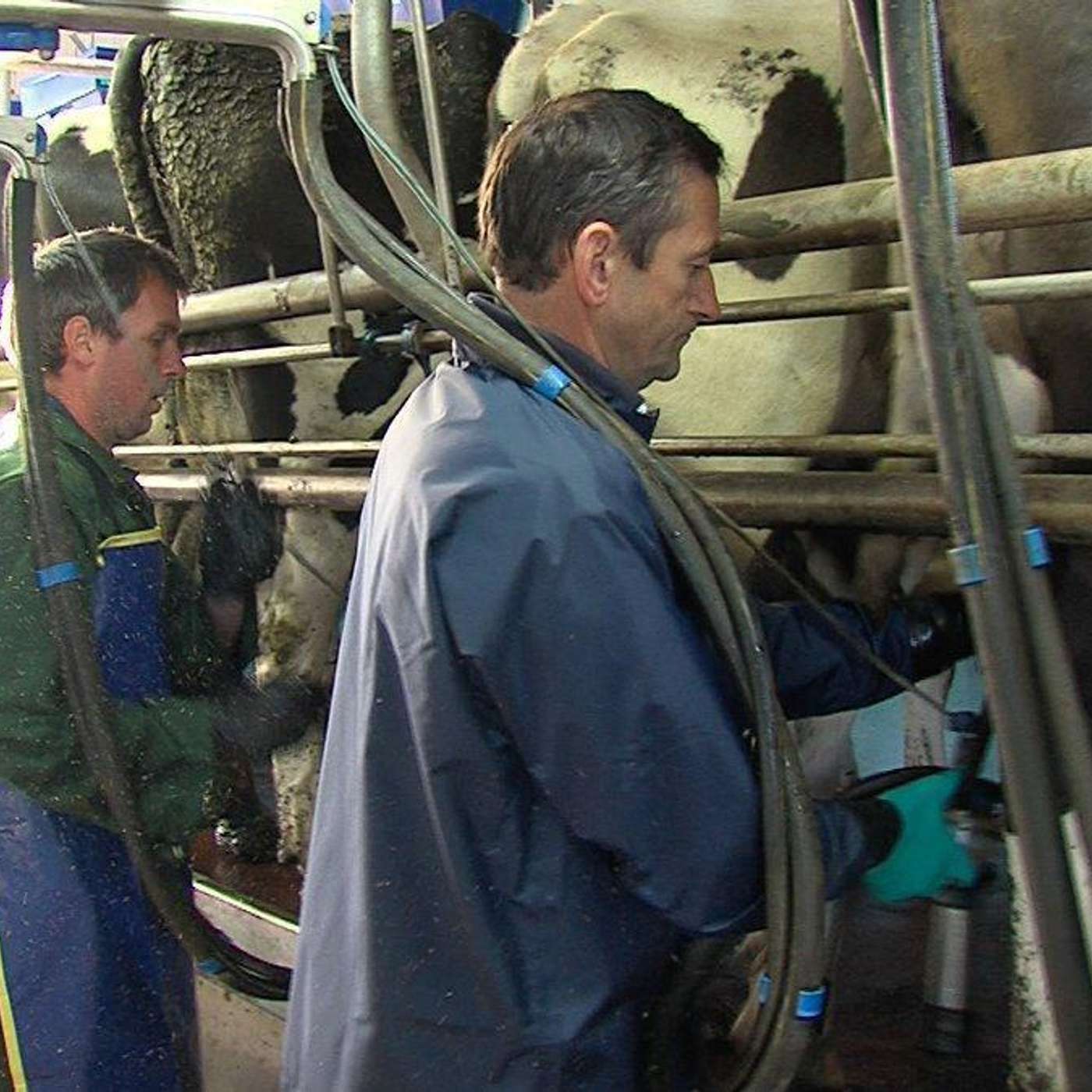 The Importance of a Good Milking Routine with Padraig O’Connor Pt 2