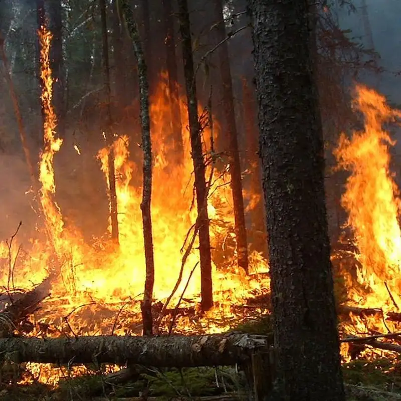 La forêt boréale parviendra-t-elle à se régénérer?