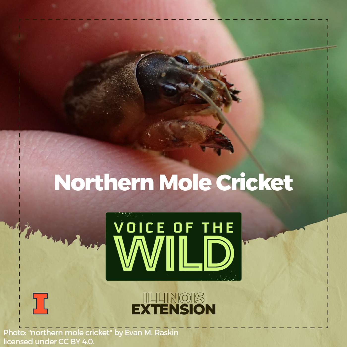 Episode 115: Northern Mole Cricket – Voice of the Wild episode artwork