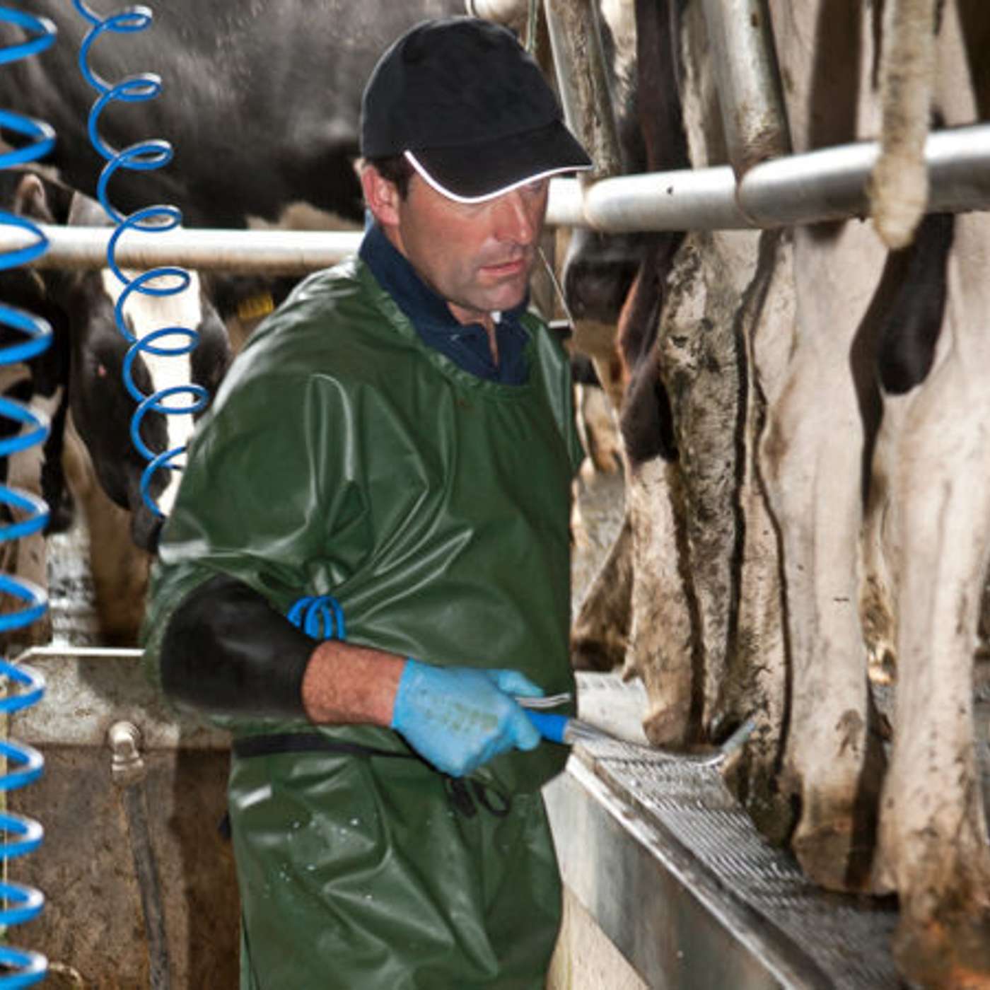 The steps to achieving a successful OAD milking system