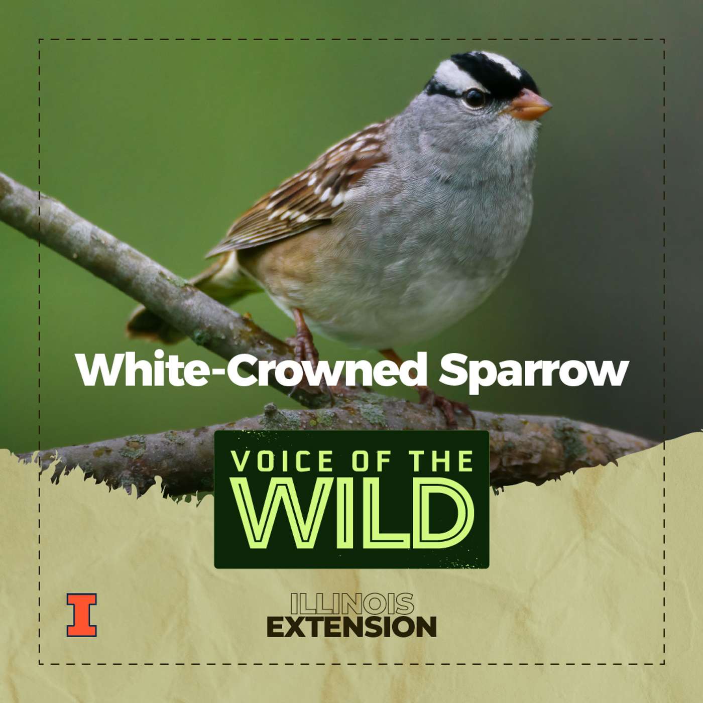 Episode 28: White-Crowned Sparrow – Voice of the Wild episode artwork