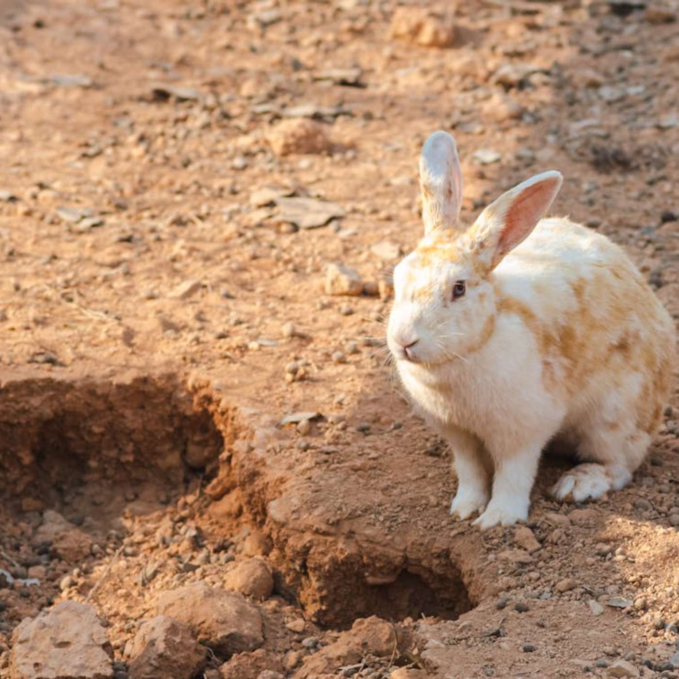 The Rabbit Hole: Local Optimizations That Harm