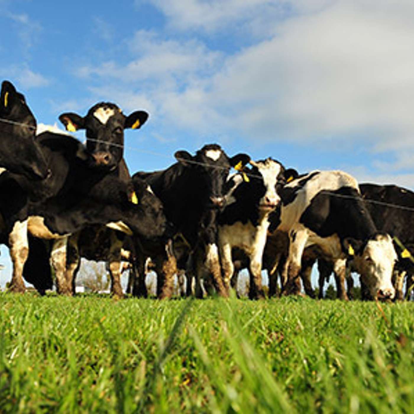 Feed quality and genetics delivering for the winter milk herd at Johnstown