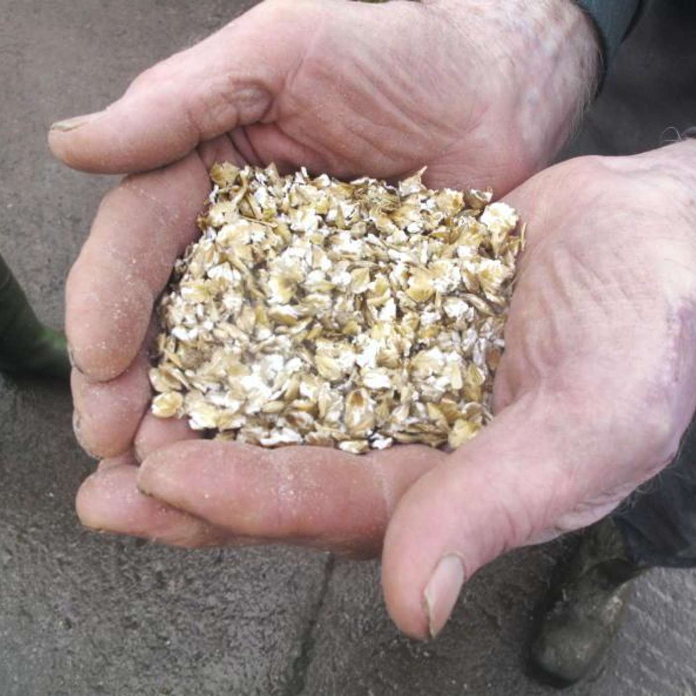 Boosting Beef Performance with Oats Boosting Beef Performance with Oats