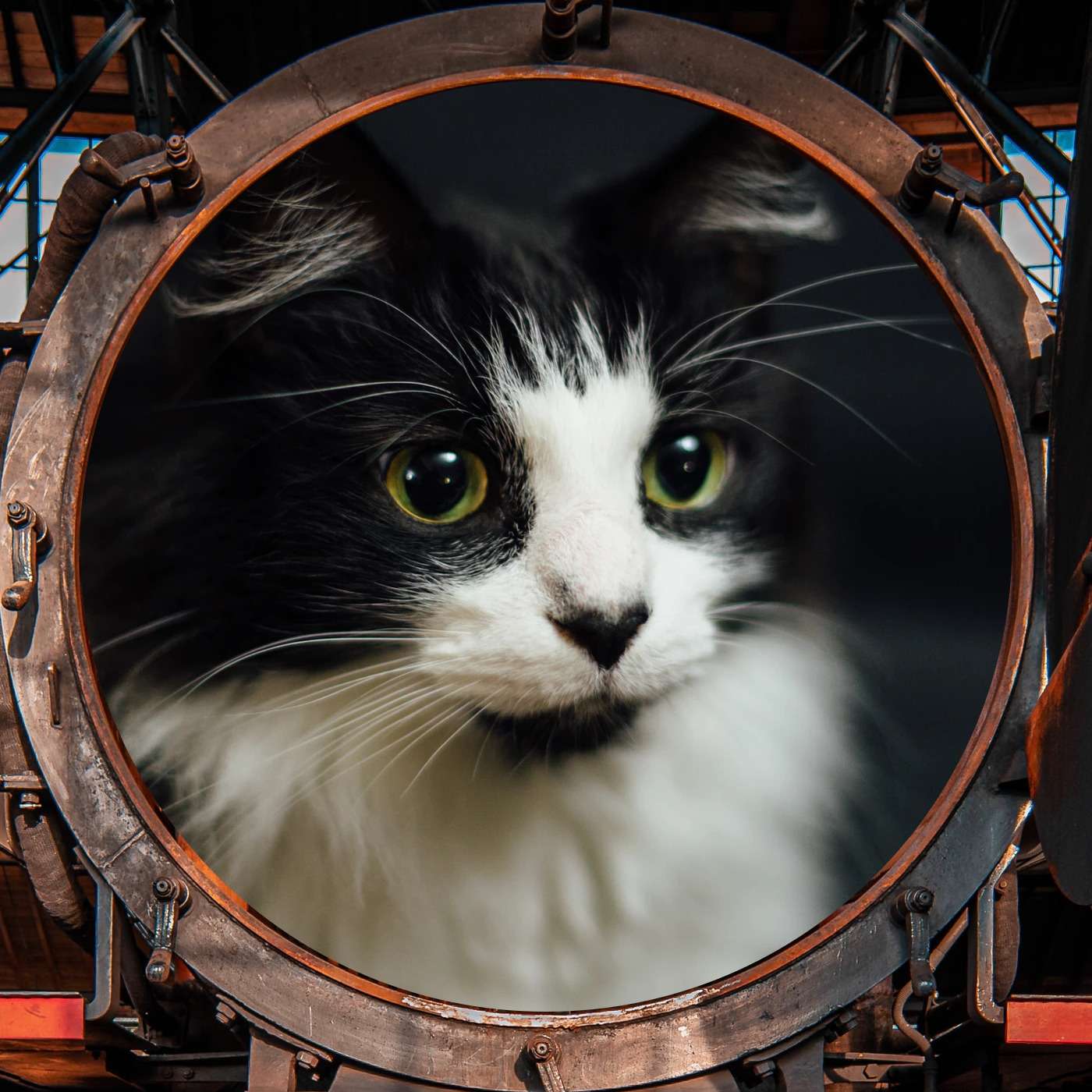 Roscoe & Bailey on the Trail of the Hamster Napper Roscoe & Bailey on the Trail of the Hamster Napper