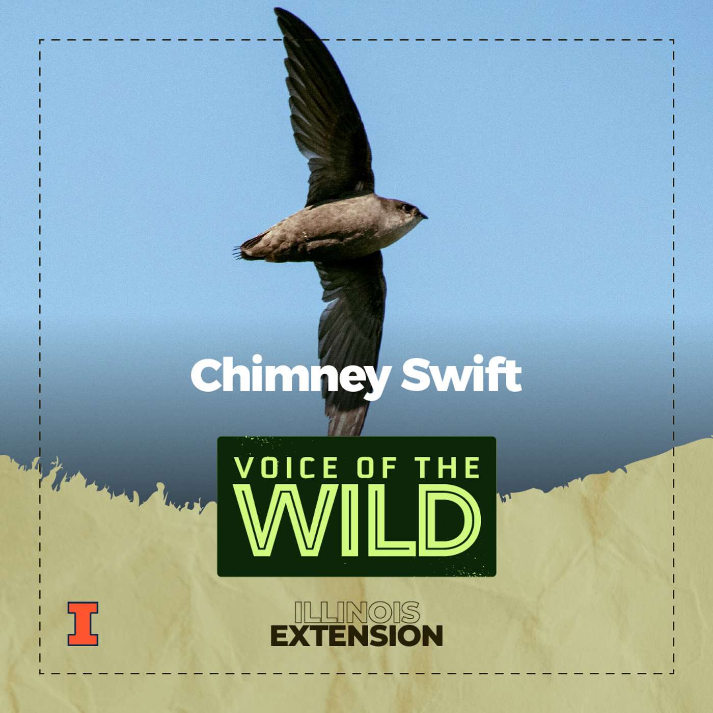 Episode 65: Chimney Swift – Voice of the Wild episode artwork