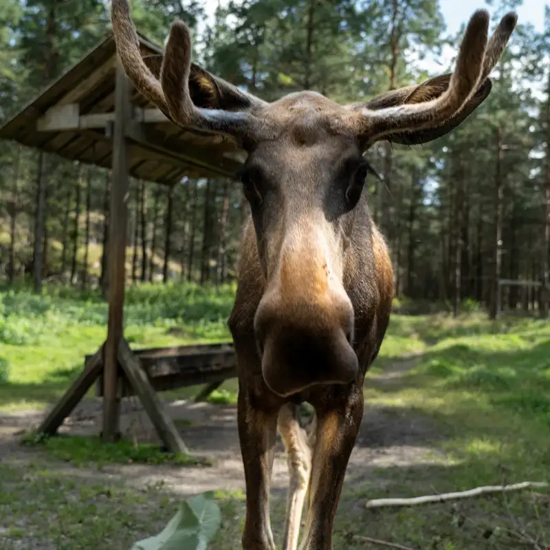 Minnesota Moose And Wolf Population Updates Summer 2022
