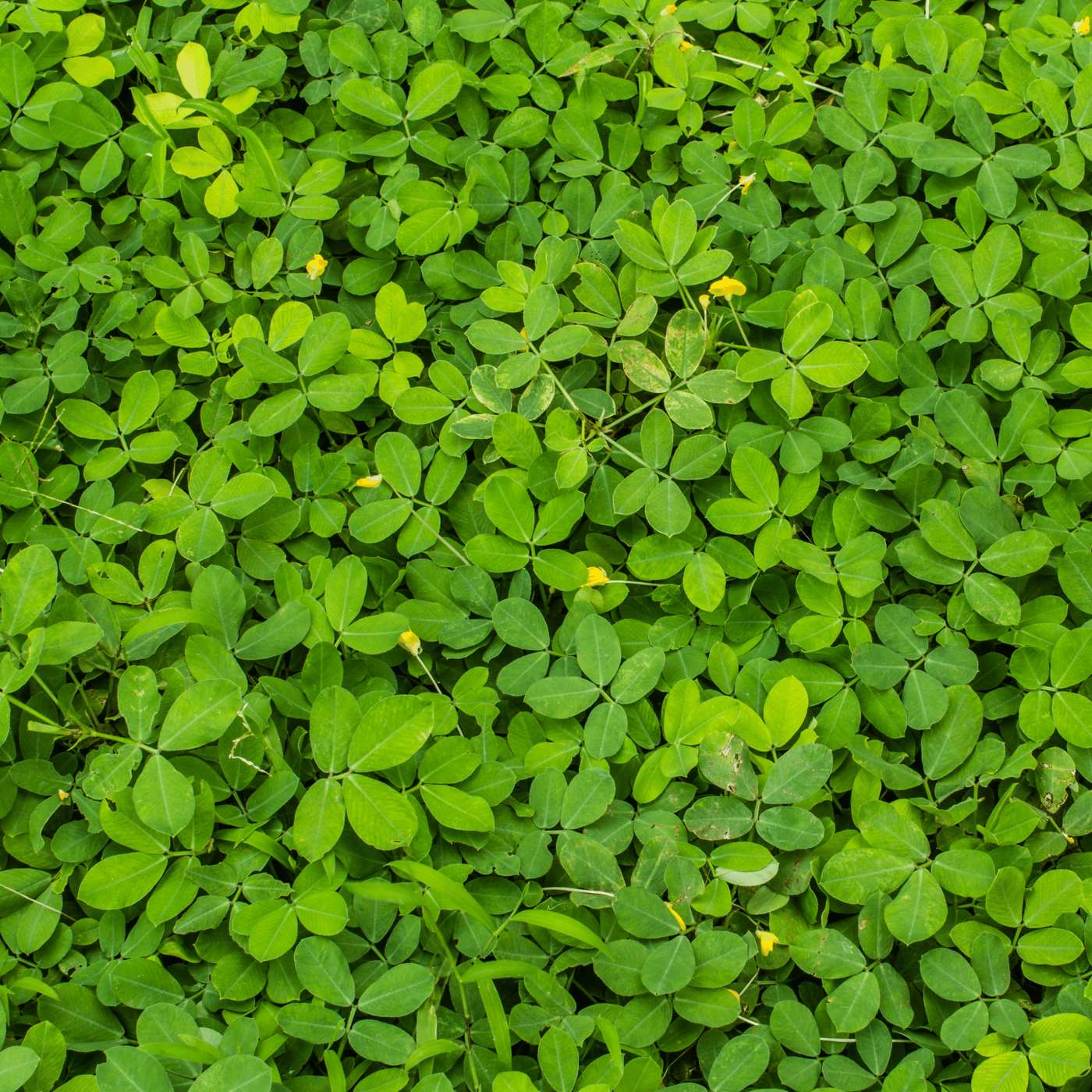 Cover Crops and Fruit Trees with Christina Curell