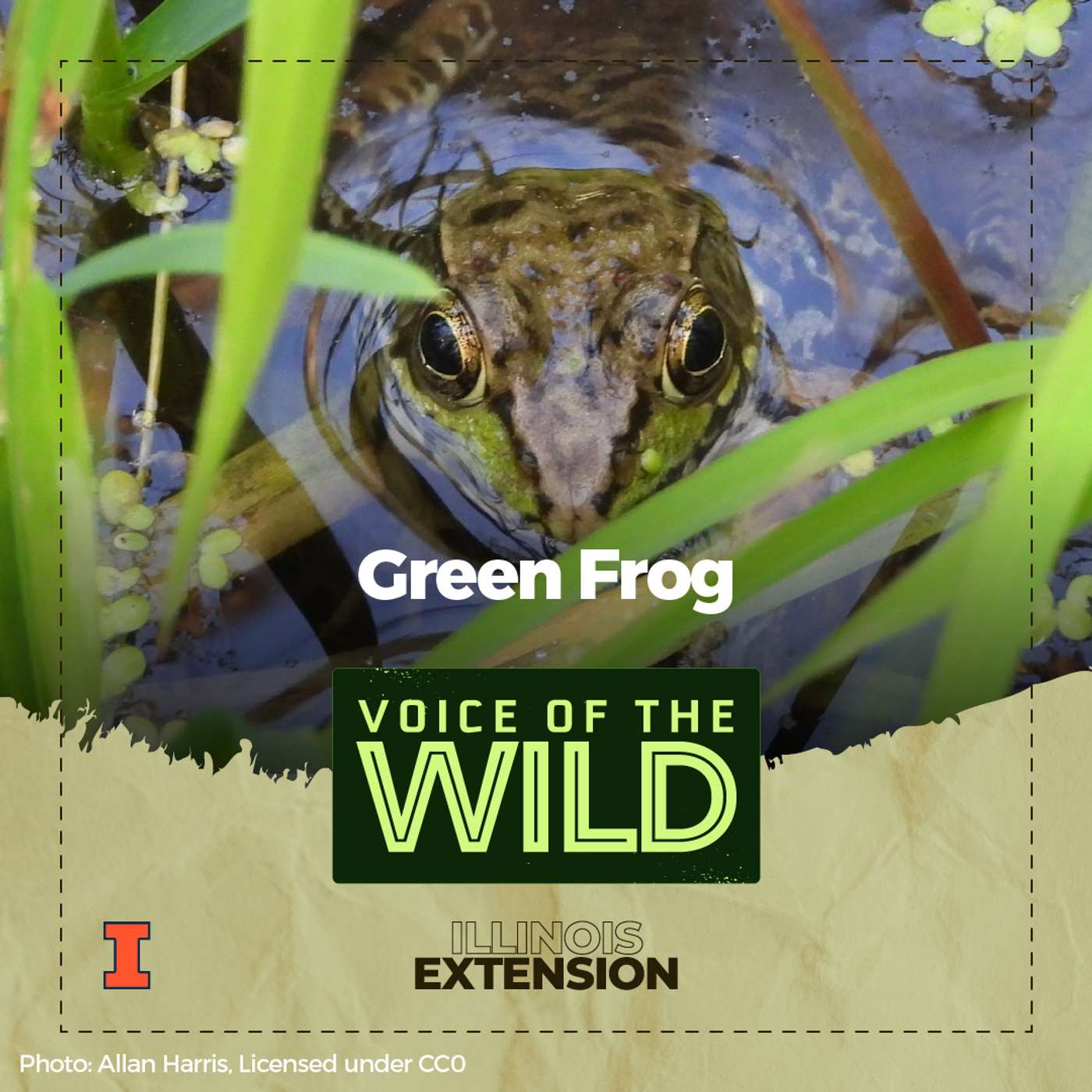 Episode 61: Green Frog – Voice of the Wild episode artwork