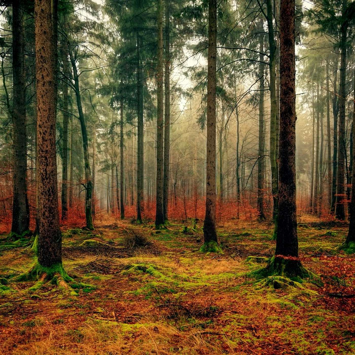Sleep Episode - Walking in Nature to Unclutter the Mind