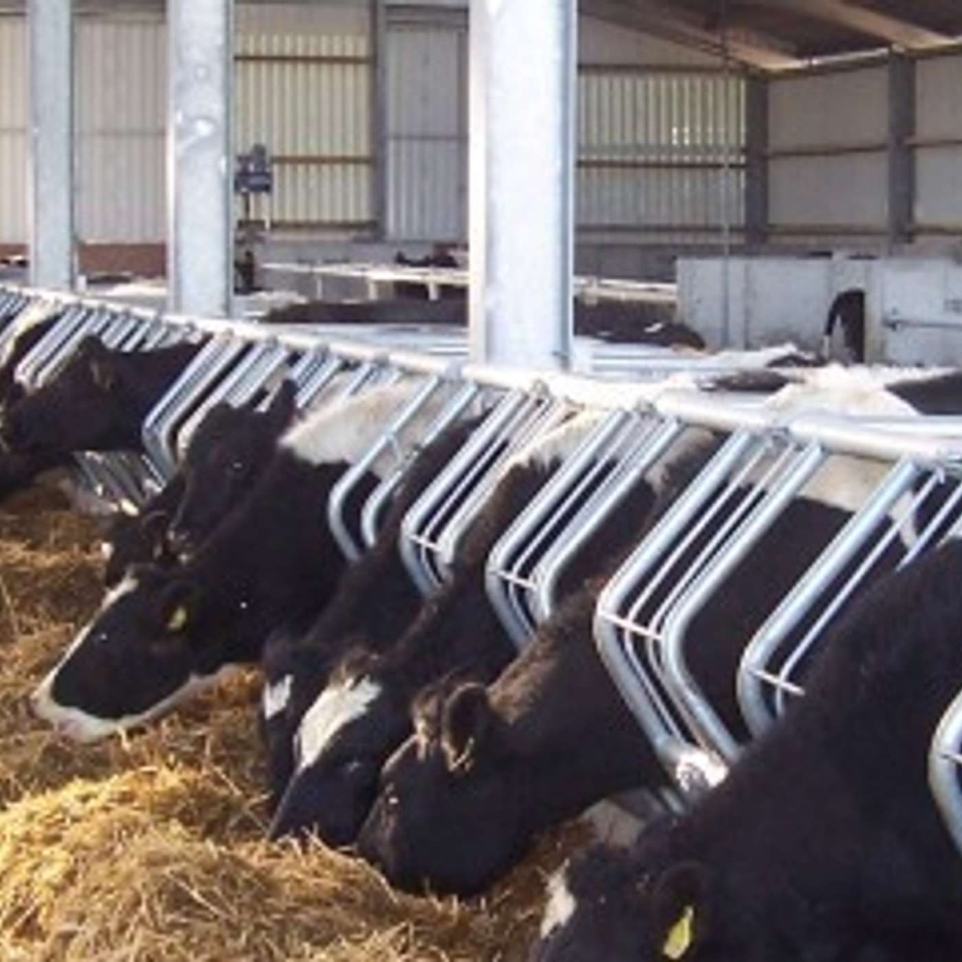 Matt Ryan Part 2: How dairy farmers have adapted in an effort to achieve technical excellence