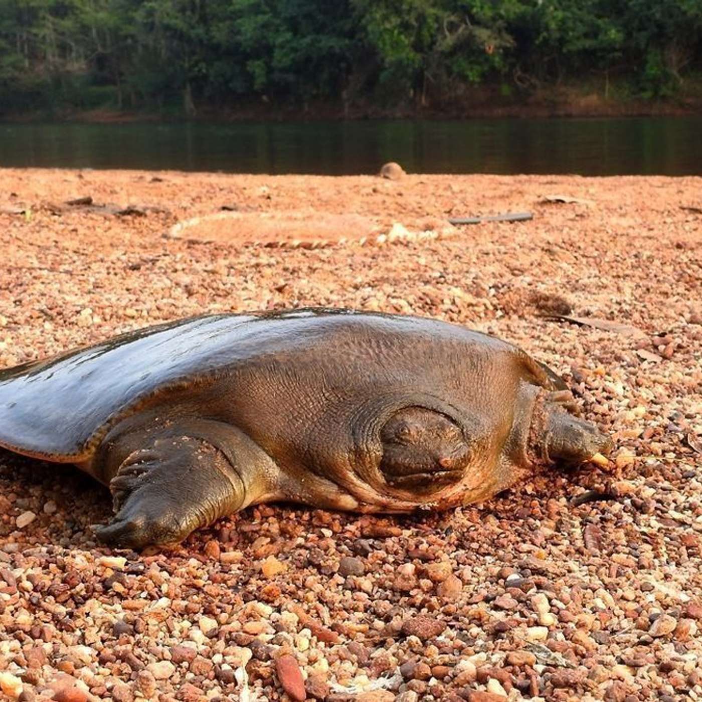 Researchers uncover Long-Covid Brain Fog Cause, Giant Softshell Turtle Discovered in India, DNA Solves Portland Teen Mystery, High-Protein Diet Artery Damage Warning, and more...