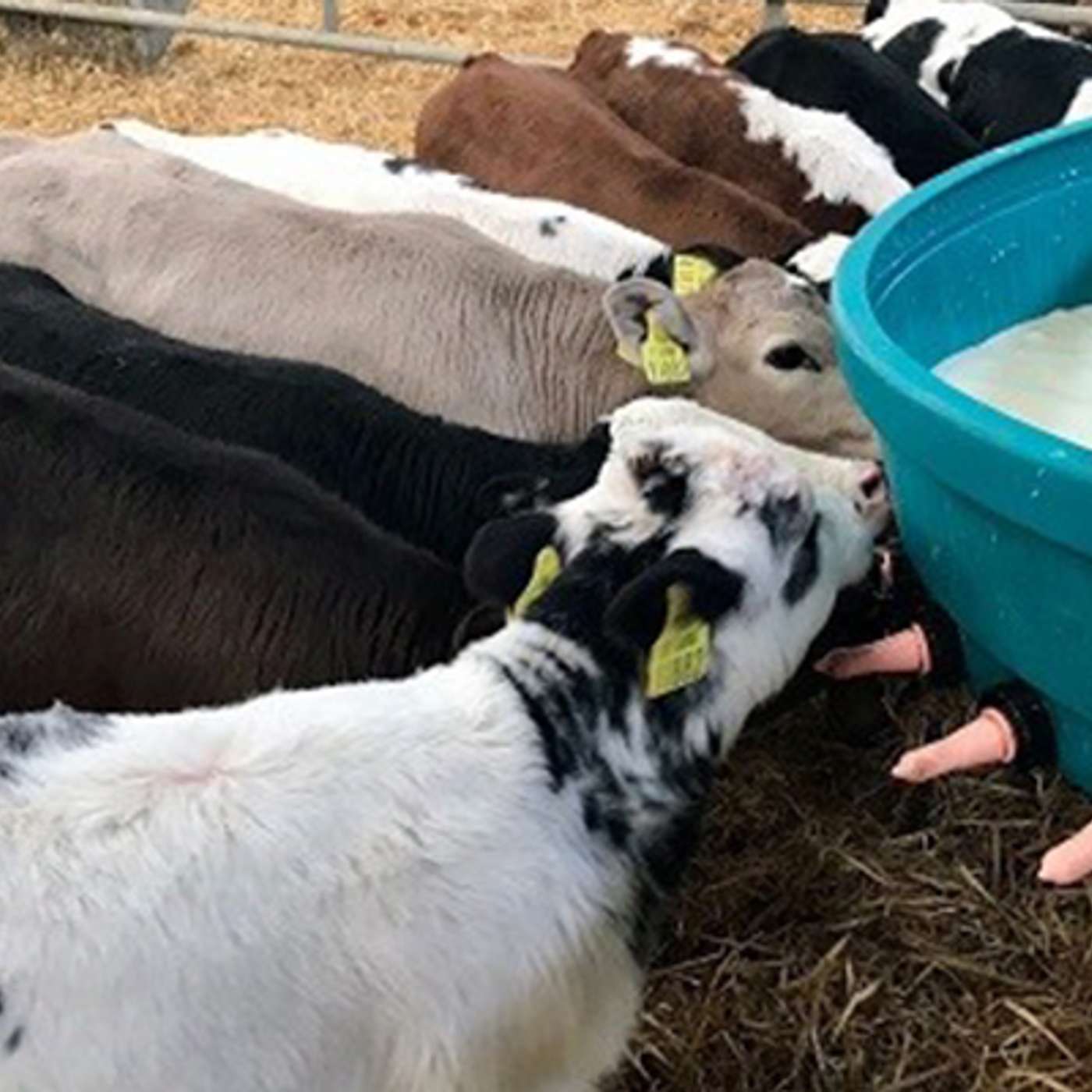 Dairy Calf to Beef (Part 4): Feeding for Performance: Milk Replacer Dos and Don’ts Dairy Calf to Beef (Part 4): Feeding for Performance: Milk Replacer Dos and Don’ts