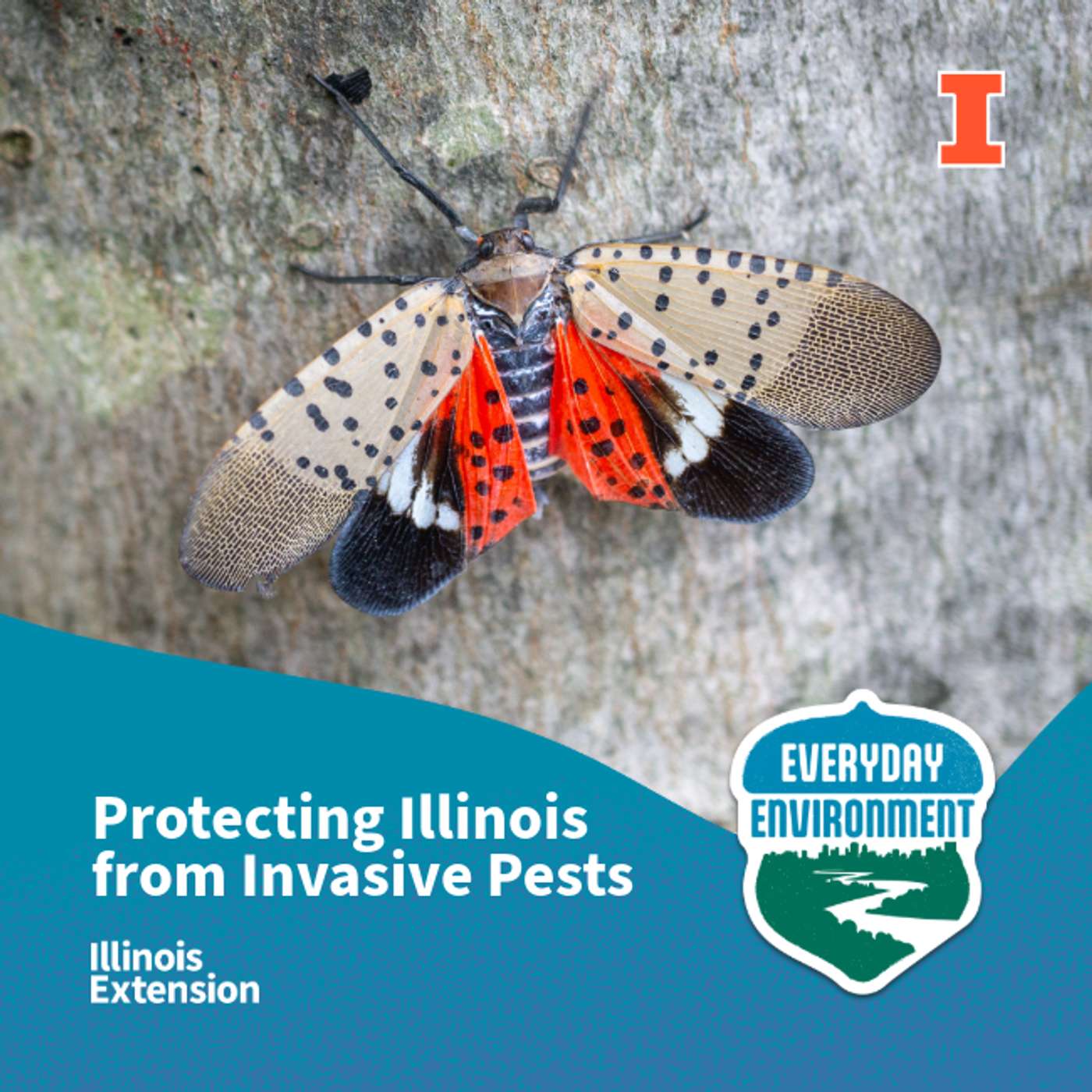 Everyday Environment Podcast