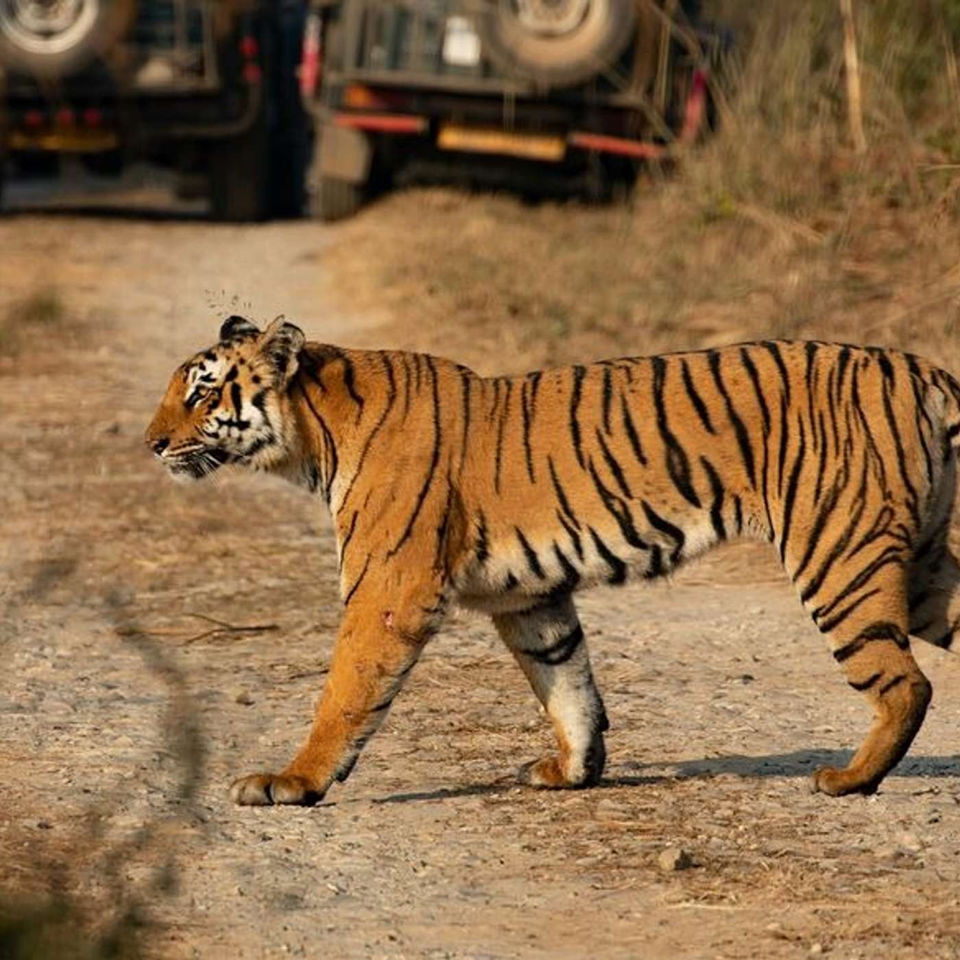 Amrabad Tiger Reserve: The Hidden Tiger Safari From Hyderabad That Most of India Has Never Heard Of episode artwork