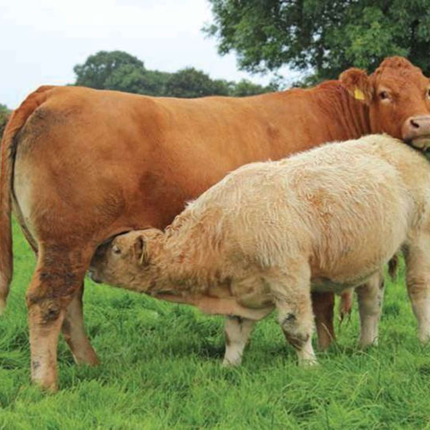 The Beef Welfare Scheme – what you need to know The Beef Welfare Scheme – what you need to know