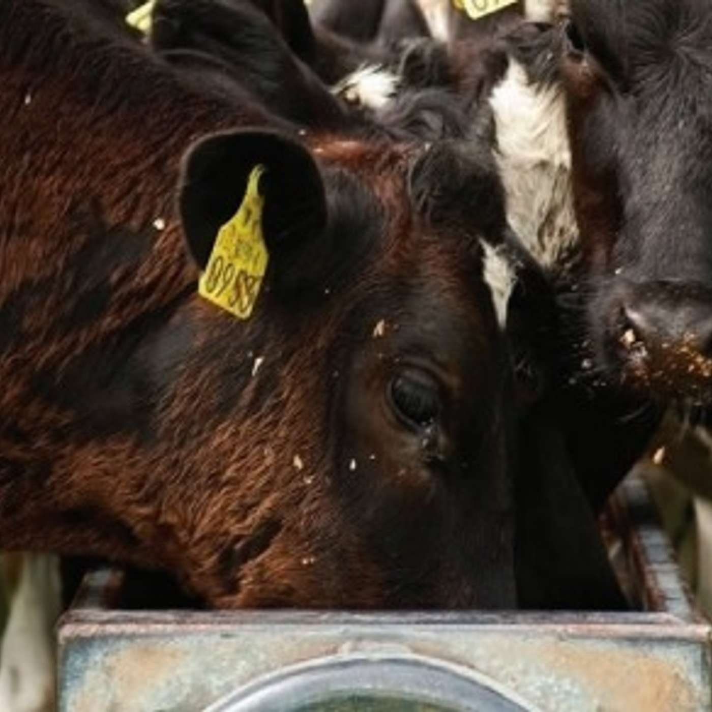 Understanding soil saturation and supplement requirements in the current conditions