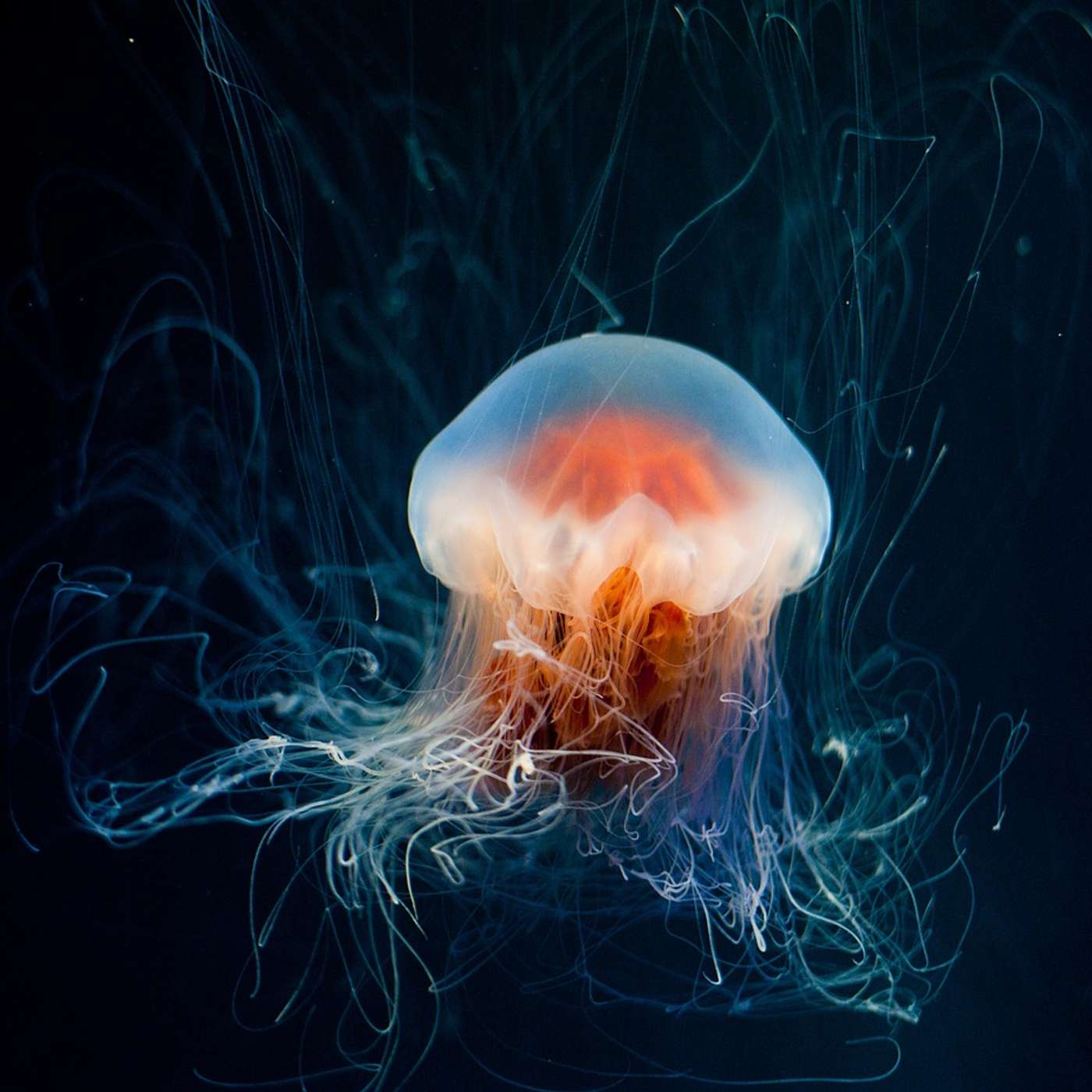 Longest Living Animals