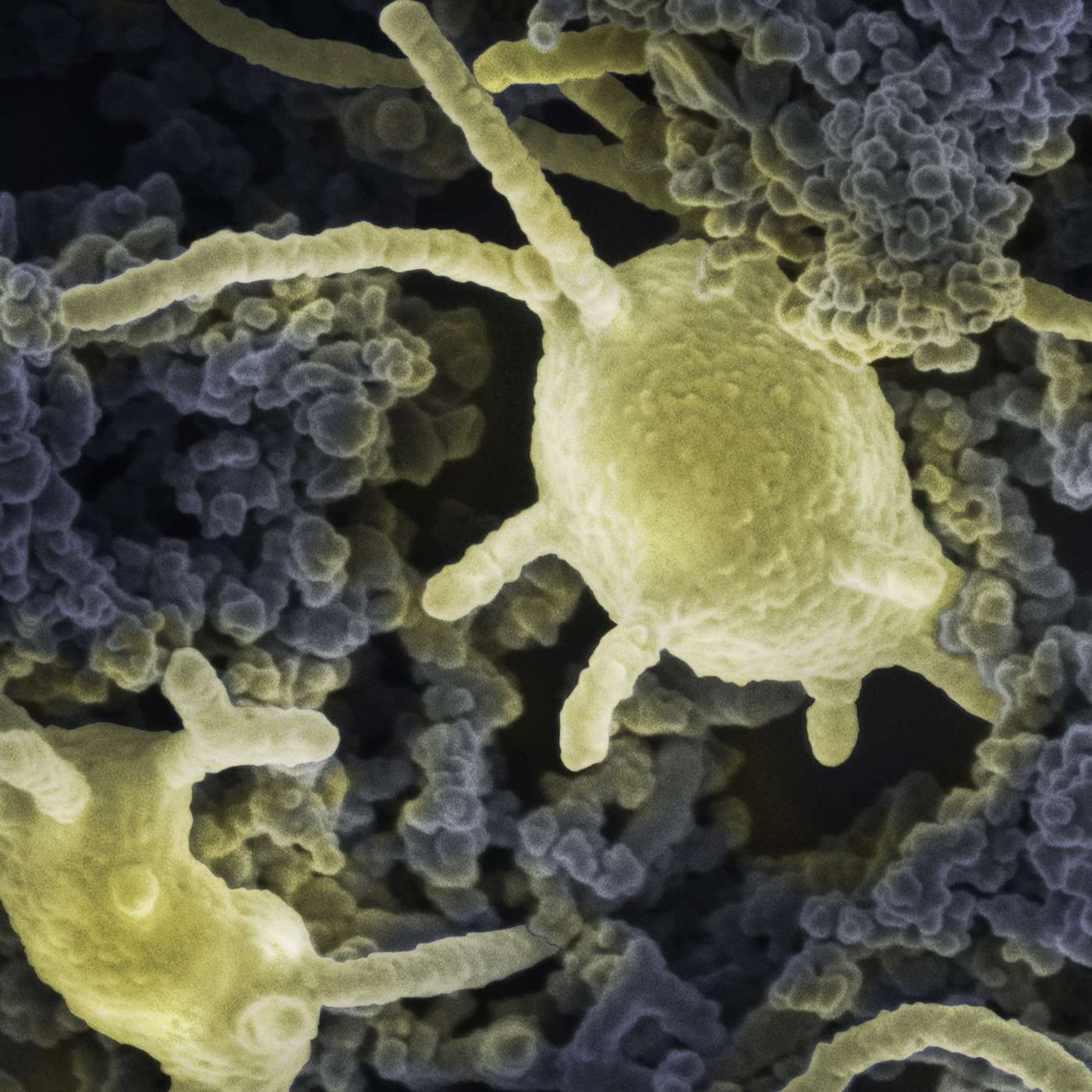 Long live the aeonophiles!