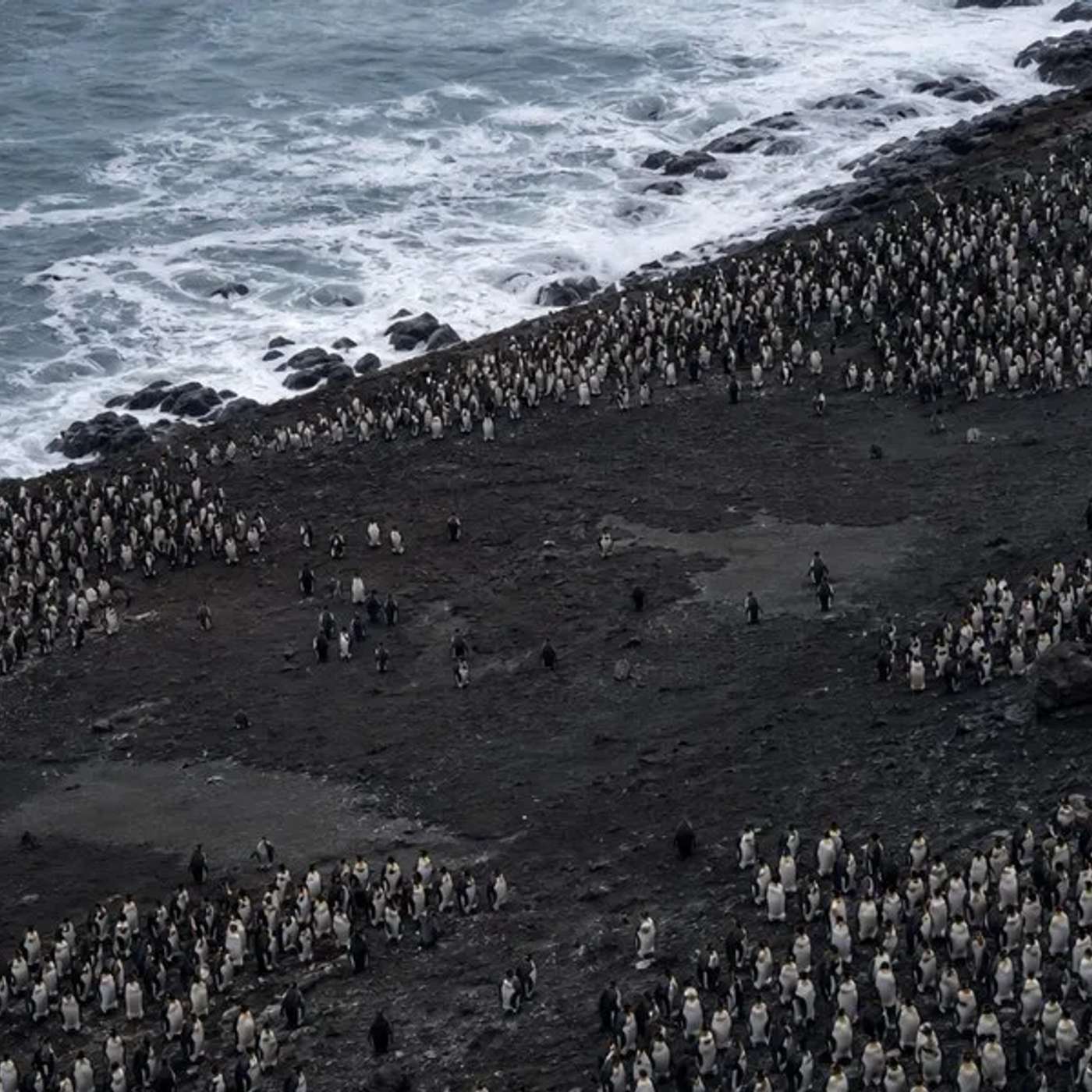 Penguin Colony Shrinks Under Climate Stress, DHRS7 Drives Wound Immunity, HER2 Research Earns Albany Prize, Oxford Study Uncovers Parkinsons Cleanup Trigger, and more...