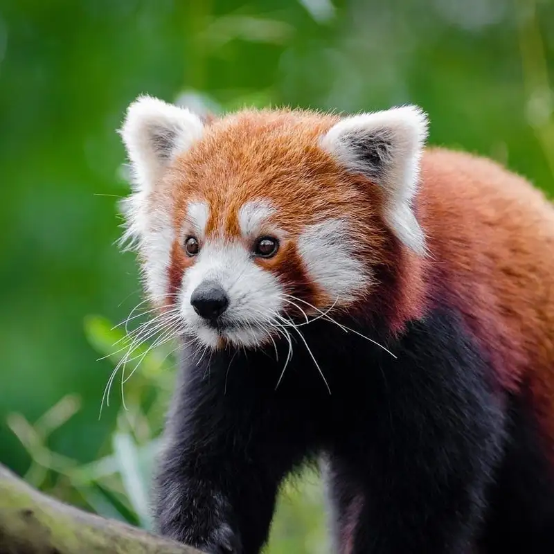 Red Panda