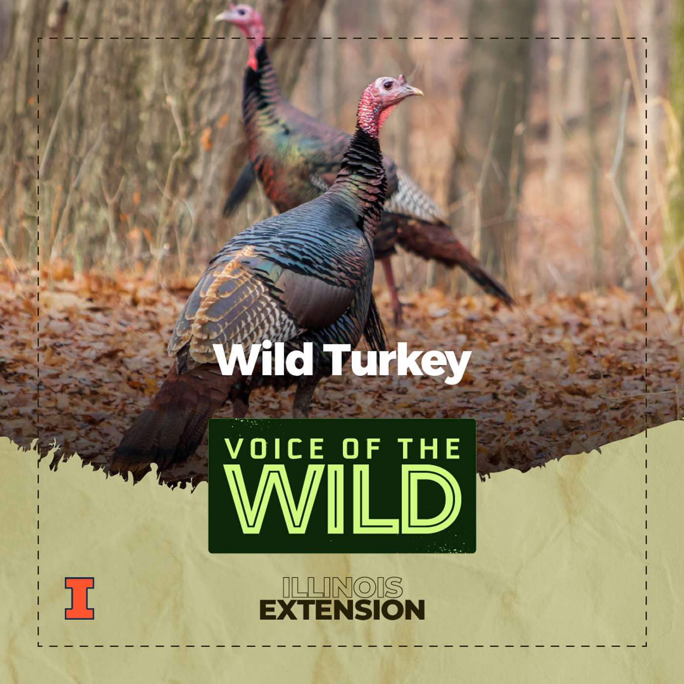 Episode 83: Wild Turkey – Voice of the Wild