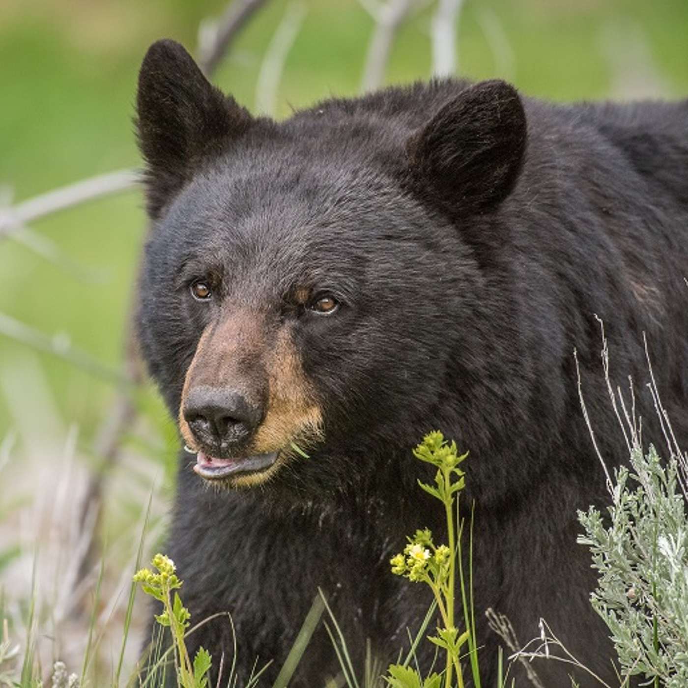 American Black Bears