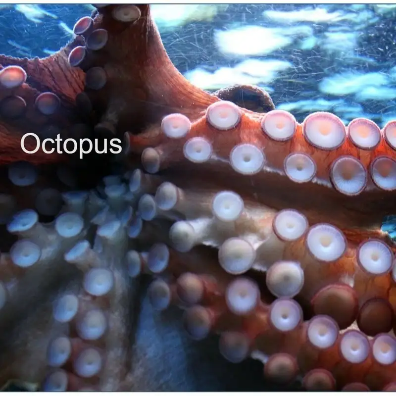 Octopus