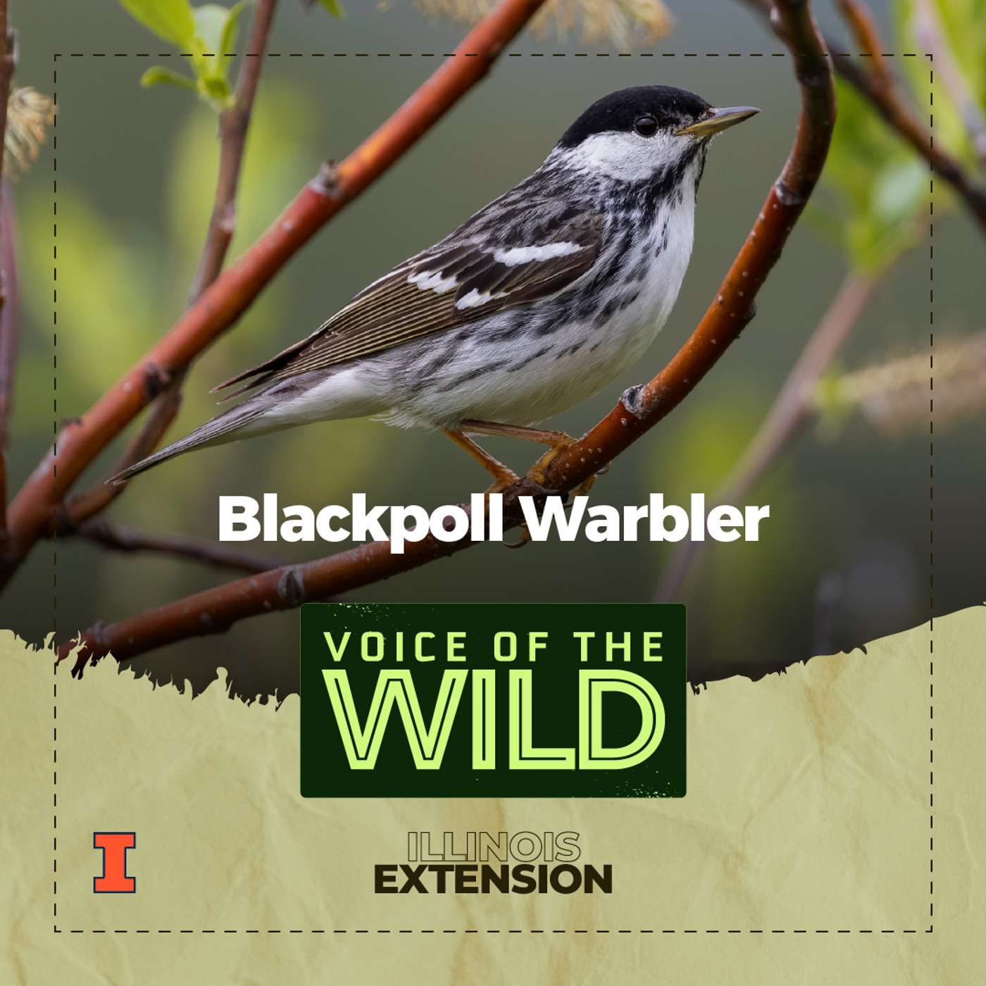 Episode 55: Blackpoll Warbler – Voice of the Wild episode artwork