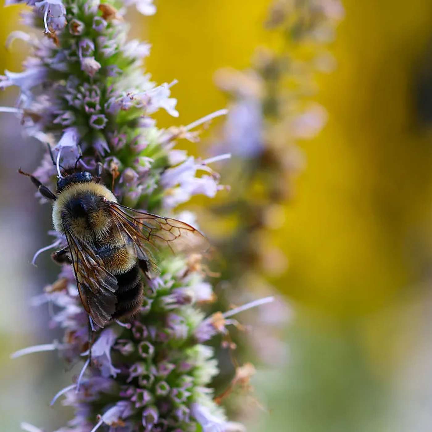 Bumble Bee Habitat Boosts Recovery, Abemaciclib Extends Survival in Liposarcoma, Nicotine Mystery Solved, Permafrost Crater Expands Revealing Secrets, and more...