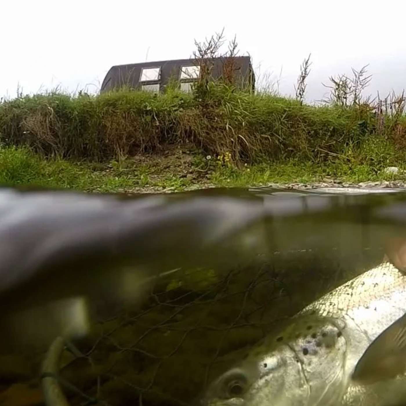 Conor Arnold on the Blackwater’s May run and where have all the springers gone?