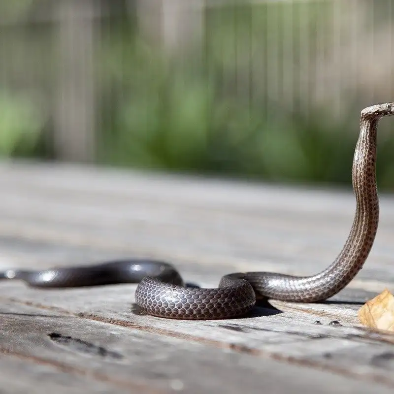 Spitting Cobra