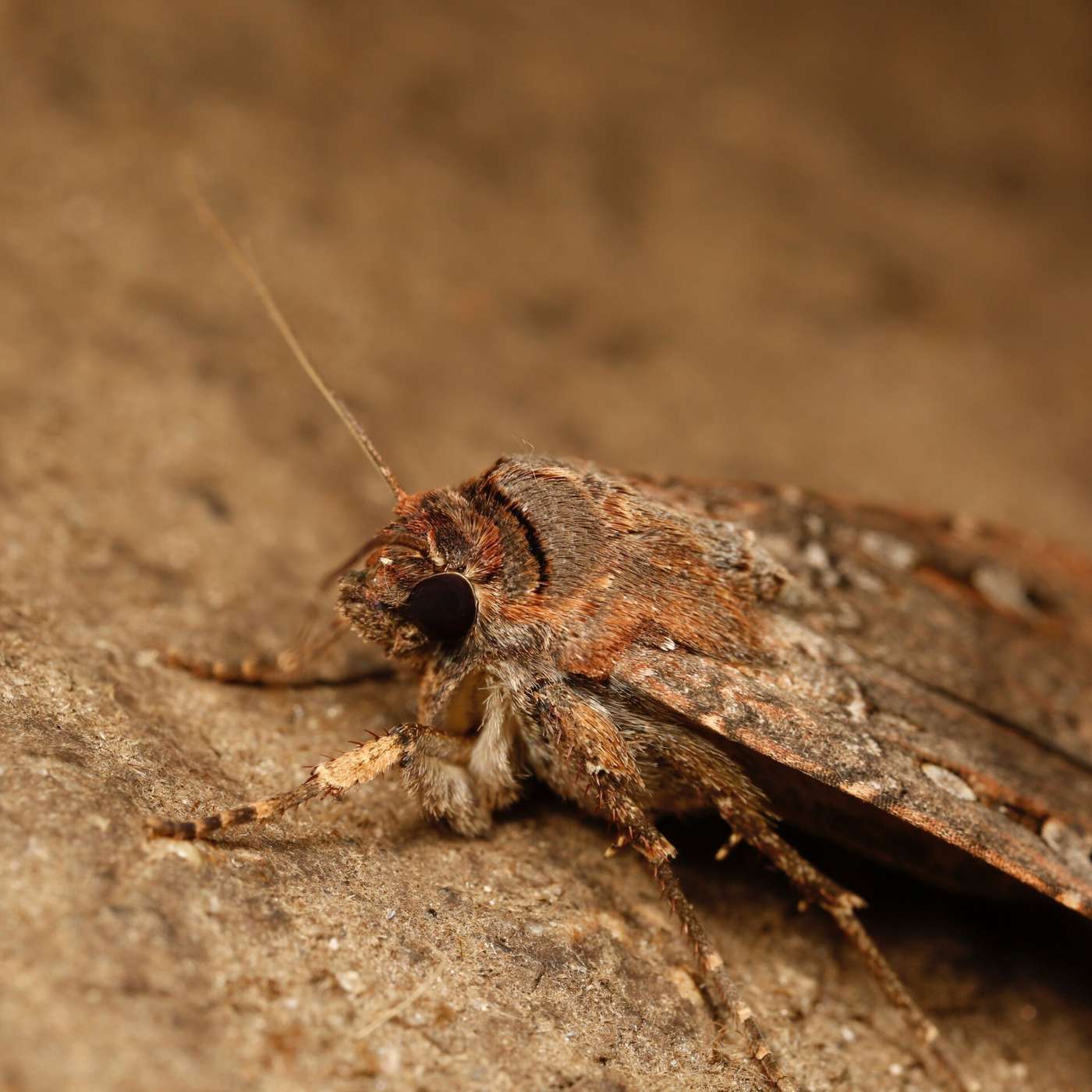Bogong Moths Navigate by Stars, FDA Approves Yeztugo HIV Drug, Dragon Man Skull Confirms Denisovan Link, Ancient Humans Adapted for Migration, and more...