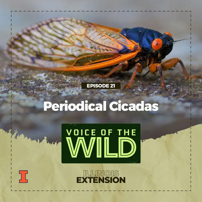 Episode 21: Periodical Cicadas – Voice of the Wild