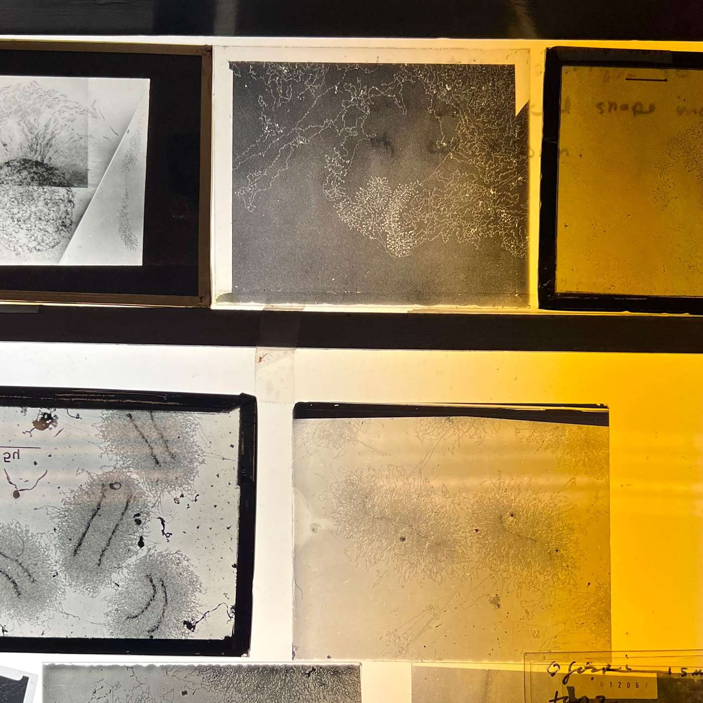 The clock in our genes