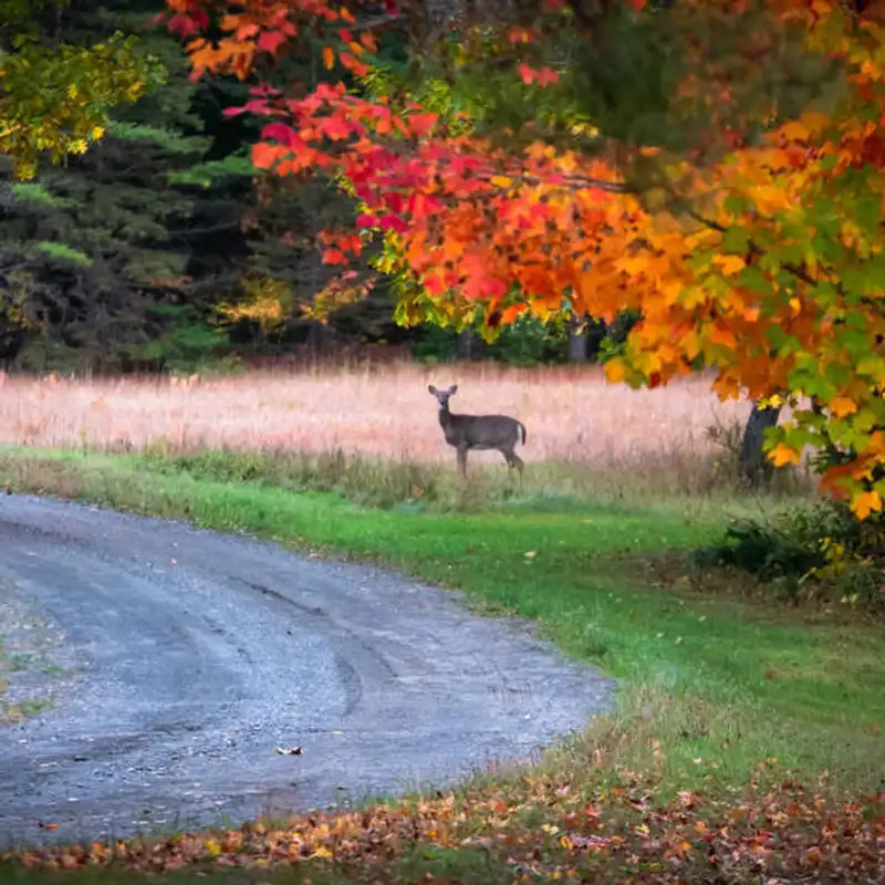 Tudo o que você precisa saber sobre o Maine!