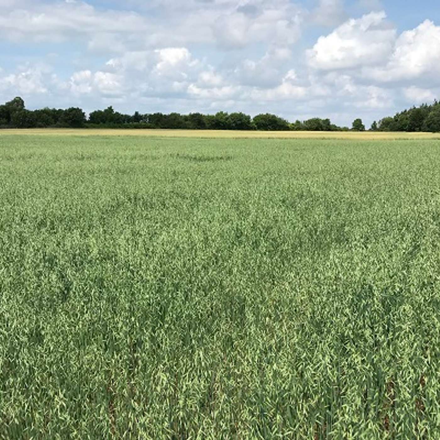 Prove It: Tillage Farmers’ AgNav Data & the Case for Low Carbon Grain