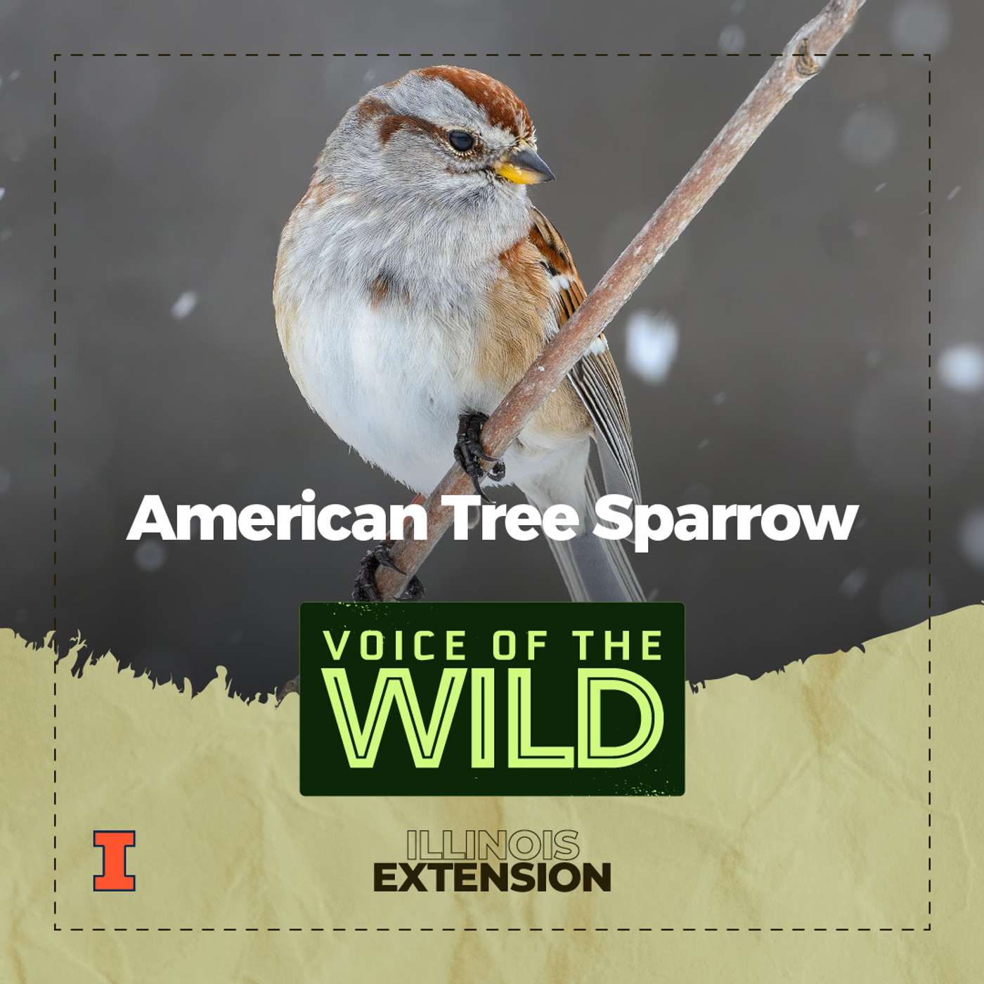 Episode 33: American Tree Sparrow – Voice of the Wild episode artwork