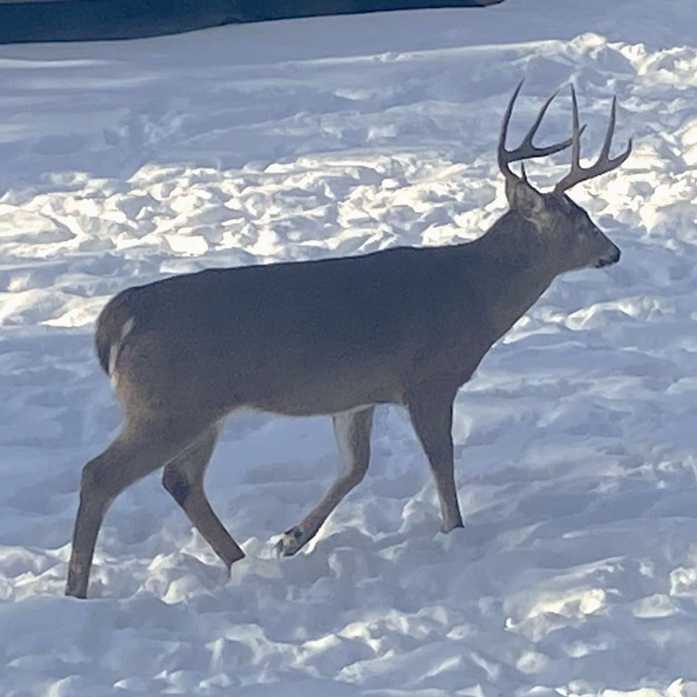 Deer Hunters Help Stock Food Shelves episode artwork