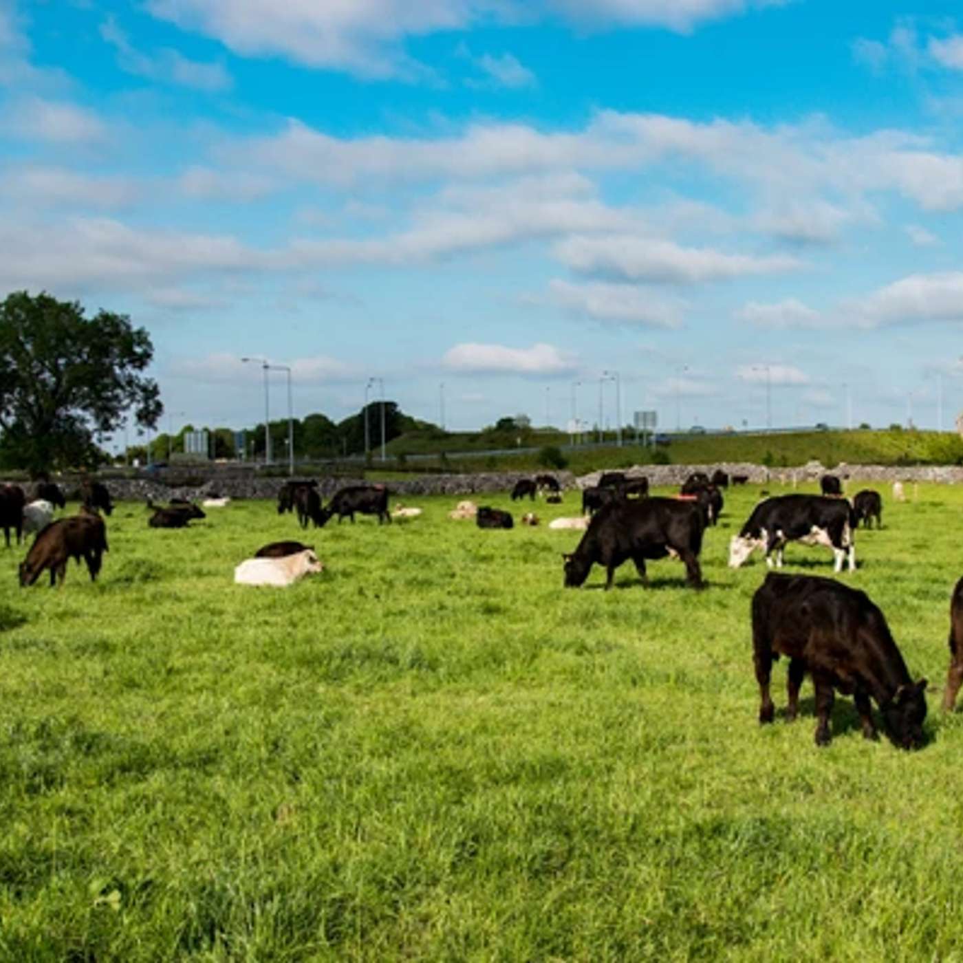 Breeding Season Prep & Newford Farm Update