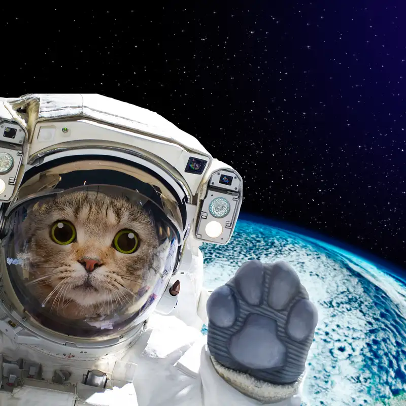 From Gods to Space: The Untold History of Cats