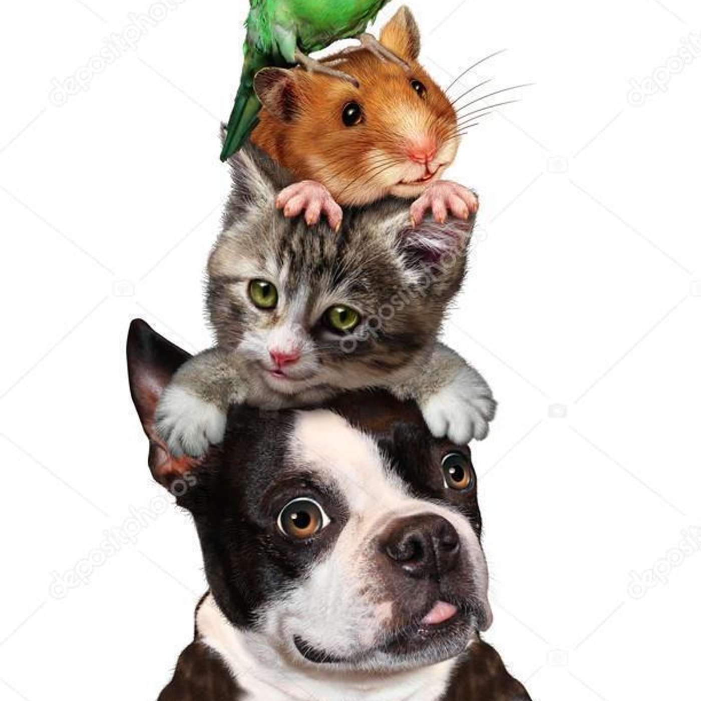 Kirsty, Eva, Sally & Elise discuss childhood pets pt2.