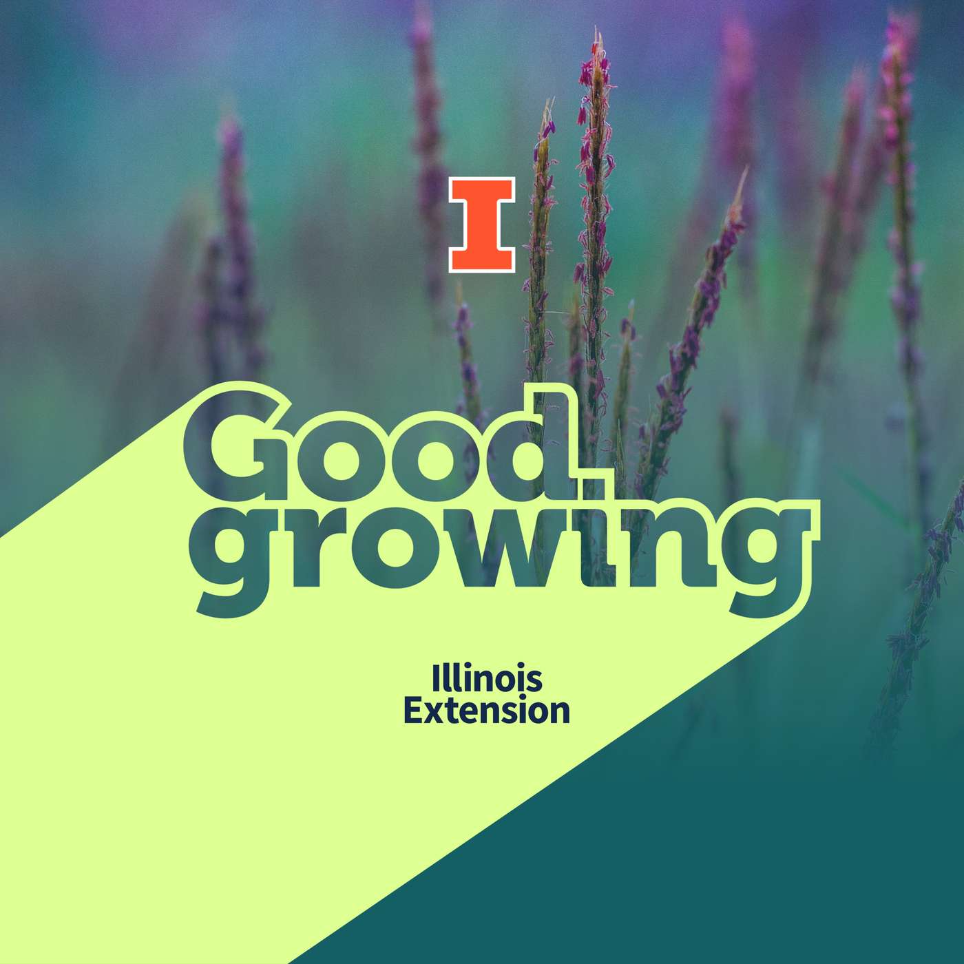 Ep. 255 Big bluestem in the garden | #GoodGrowing episode artwork