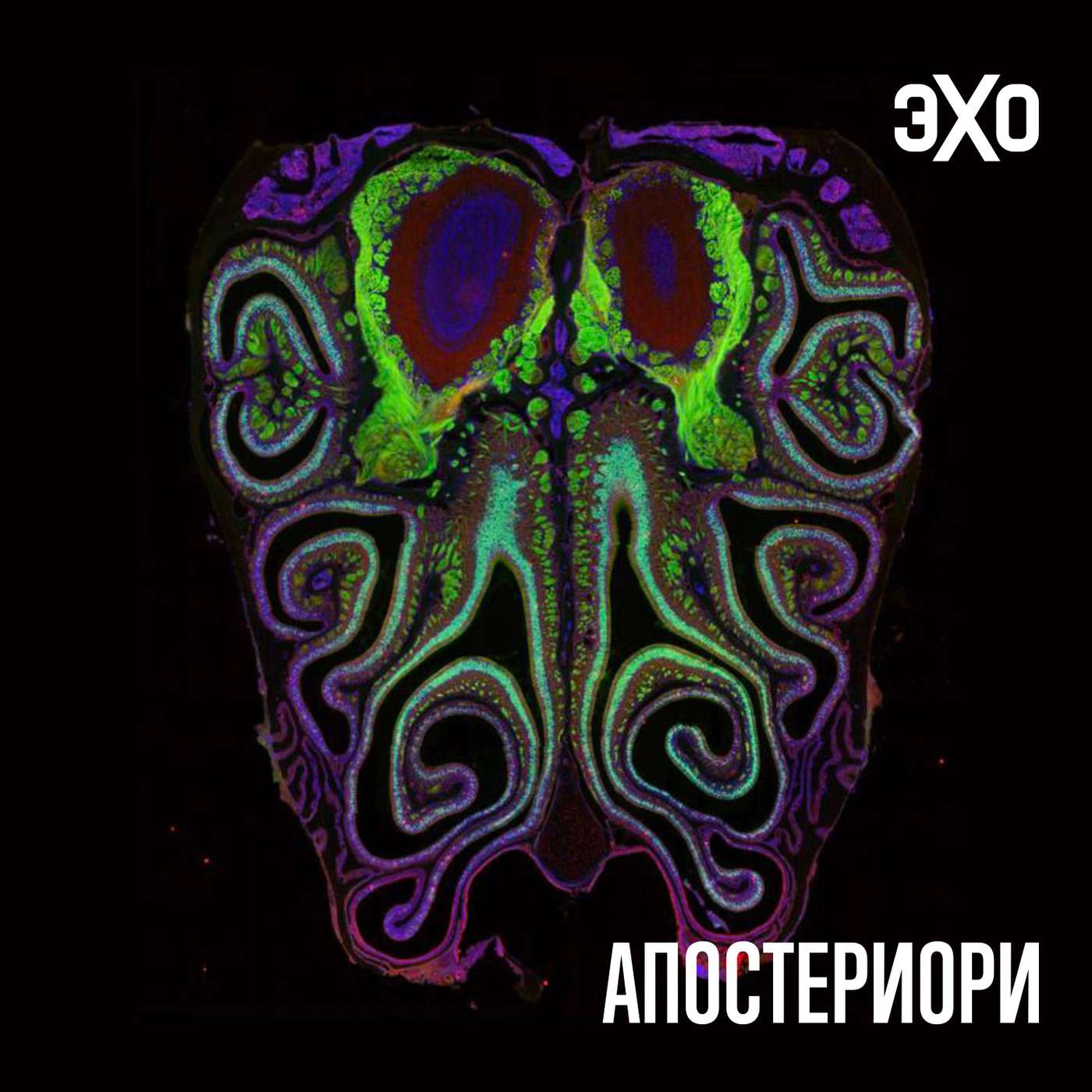 Учёные создали карту рецепторов запаха episode artwork