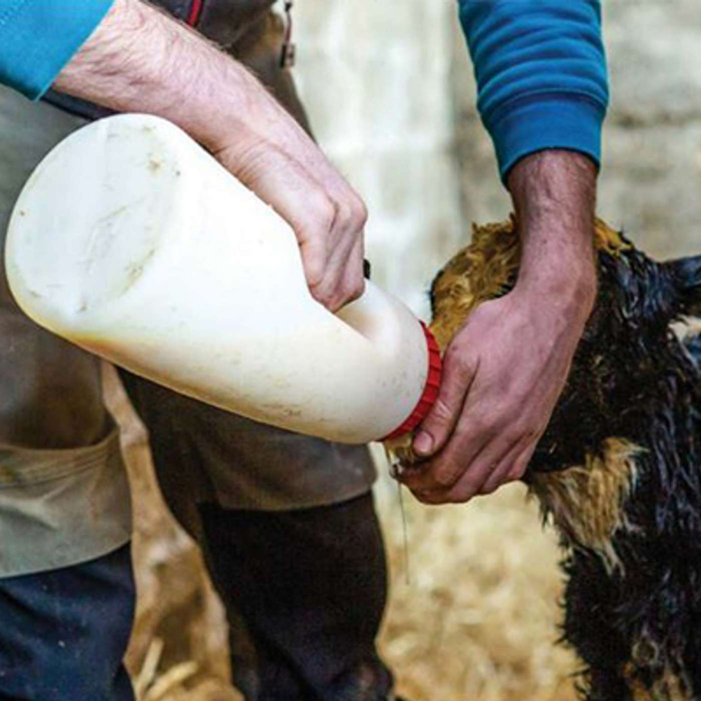 Best practice in calf rearing ahead of calving