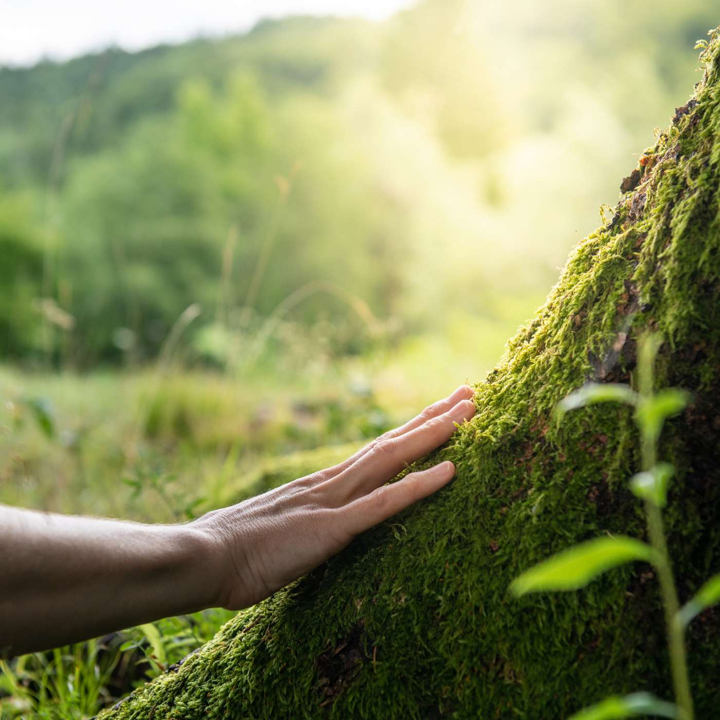 Eco-Spirituality - Exploring Deep in the Woods of the Divine with Woodford Roberts and Rupert Read